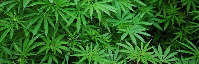 viele Cannabispflanzen